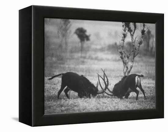 Two Male Giant Sable Antelopes in Combat on Luanda Game Reserve-Carlo Bavagnoli-Framed Premier Image Canvas