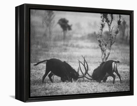 Two Male Giant Sable Antelopes in Combat on Luanda Game Reserve-Carlo Bavagnoli-Framed Premier Image Canvas