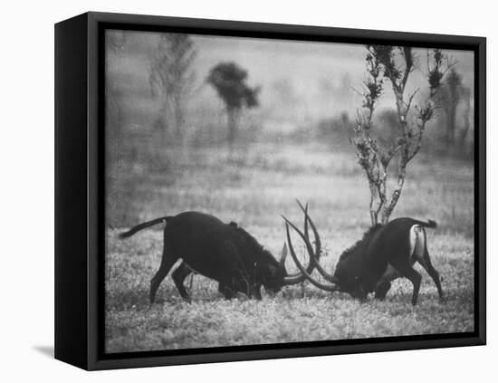 Two Male Giant Sable Antelopes in Combat on Luanda Game Reserve-Carlo Bavagnoli-Framed Premier Image Canvas