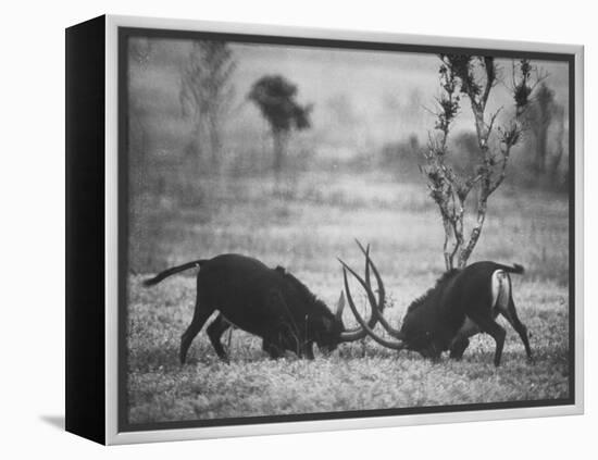 Two Male Giant Sable Antelopes in Combat on Luanda Game Reserve-Carlo Bavagnoli-Framed Premier Image Canvas