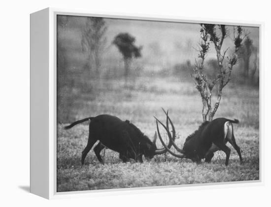 Two Male Giant Sable Antelopes in Combat on Luanda Game Reserve-Carlo Bavagnoli-Framed Premier Image Canvas