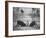 Two Male Giant Sable Antelopes in Combat on Luanda Game Reserve-Carlo Bavagnoli-Framed Photographic Print