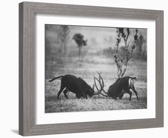 Two Male Giant Sable Antelopes in Combat on Luanda Game Reserve-Carlo Bavagnoli-Framed Photographic Print