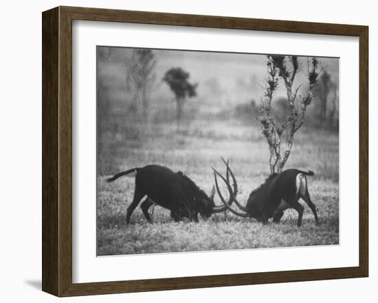 Two Male Giant Sable Antelopes in Combat on Luanda Game Reserve-Carlo Bavagnoli-Framed Photographic Print