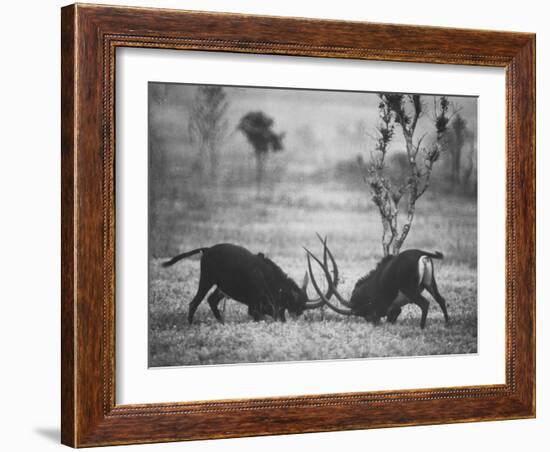 Two Male Giant Sable Antelopes in Combat on Luanda Game Reserve-Carlo Bavagnoli-Framed Photographic Print