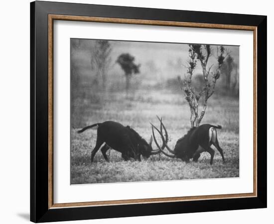 Two Male Giant Sable Antelopes in Combat on Luanda Game Reserve-Carlo Bavagnoli-Framed Photographic Print