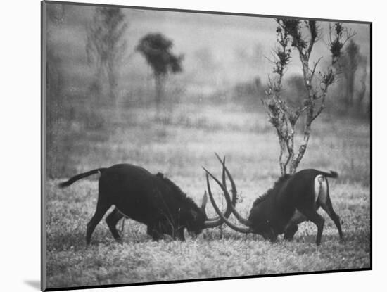 Two Male Giant Sable Antelopes in Combat on Luanda Game Reserve-Carlo Bavagnoli-Mounted Photographic Print
