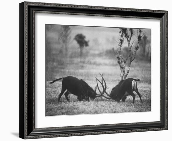 Two Male Giant Sable Antelopes in Combat on Luanda Game Reserve-Carlo Bavagnoli-Framed Photographic Print