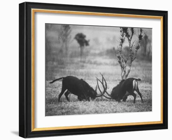 Two Male Giant Sable Antelopes in Combat on Luanda Game Reserve-Carlo Bavagnoli-Framed Photographic Print