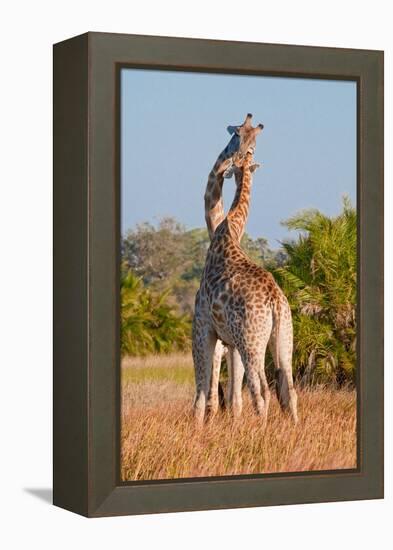 Two Male Giraffes Fighting-Howard Ruby-Framed Premier Image Canvas