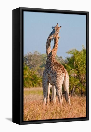 Two Male Giraffes Fighting-Howard Ruby-Framed Premier Image Canvas