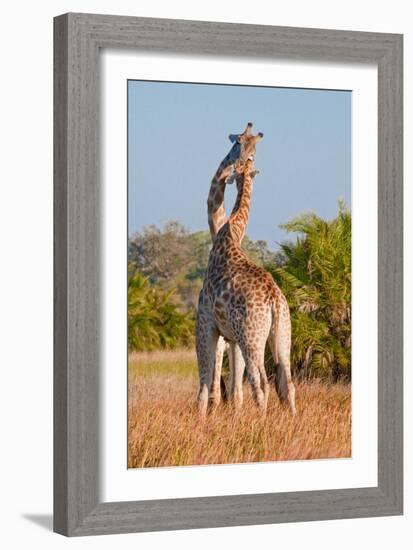 Two Male Giraffes Fighting-Howard Ruby-Framed Photographic Print