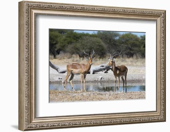 Two male impalas (Aepyceros melampus) at waterhole, Botswana, Africa-Sergio Pitamitz-Framed Photographic Print