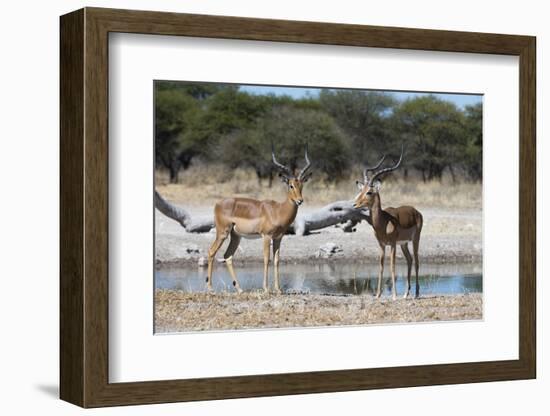 Two male impalas (Aepyceros melampus) at waterhole, Botswana, Africa-Sergio Pitamitz-Framed Photographic Print