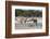 Two male impalas (Aepyceros melampus) at waterhole, Botswana, Africa-Sergio Pitamitz-Framed Photographic Print