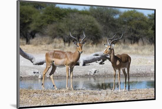 Two male impalas (Aepyceros melampus) at waterhole, Botswana, Africa-Sergio Pitamitz-Mounted Photographic Print