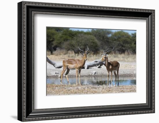 Two male impalas (Aepyceros melampus) at waterhole, Botswana, Africa-Sergio Pitamitz-Framed Photographic Print