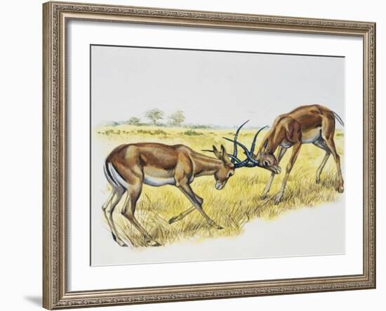 Two Male Impalas Fighting (Aepyceros Melampus), Bovidae, Drawing-null-Framed Giclee Print