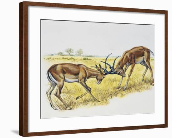 Two Male Impalas Fighting (Aepyceros Melampus), Bovidae, Drawing-null-Framed Giclee Print