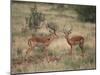 Two Male Impalas-DLILLC-Mounted Photographic Print