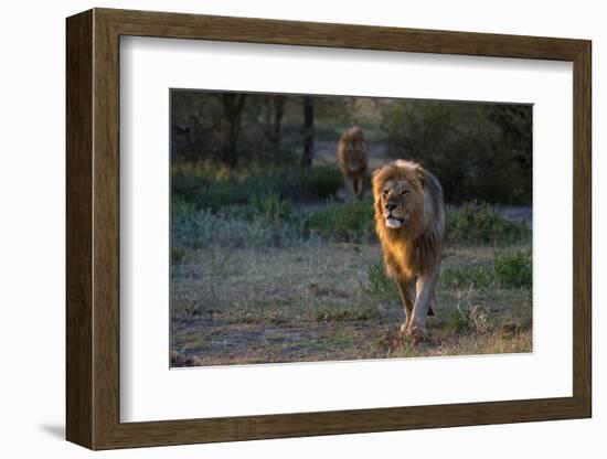 Two male lions patrolling the territory at sunrise. Ndutu, Ngorongoro Conservation Area, Tanzania-Sergio Pitamitz-Framed Photographic Print