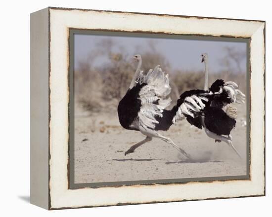 Two Male Ostriches Running During Dispute, Etosha National Park, Namibia-Tony Heald-Framed Premier Image Canvas