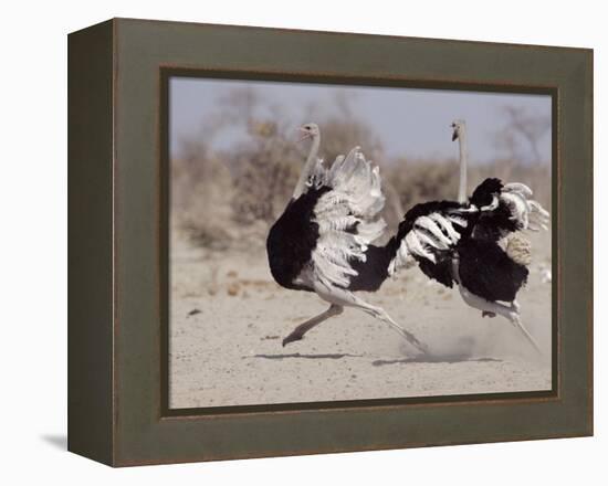 Two Male Ostriches Running During Dispute, Etosha National Park, Namibia-Tony Heald-Framed Premier Image Canvas