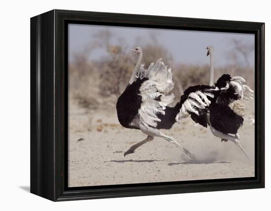 Two Male Ostriches Running During Dispute, Etosha National Park, Namibia-Tony Heald-Framed Premier Image Canvas