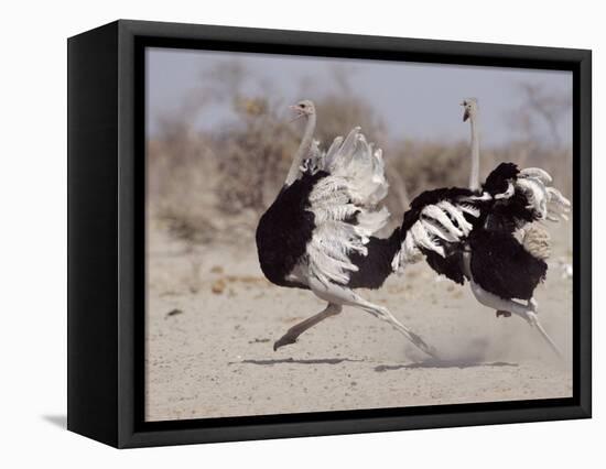 Two Male Ostriches Running During Dispute, Etosha National Park, Namibia-Tony Heald-Framed Premier Image Canvas