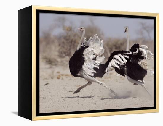 Two Male Ostriches Running During Dispute, Etosha National Park, Namibia-Tony Heald-Framed Premier Image Canvas