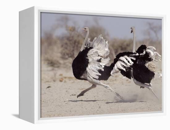 Two Male Ostriches Running During Dispute, Etosha National Park, Namibia-Tony Heald-Framed Premier Image Canvas