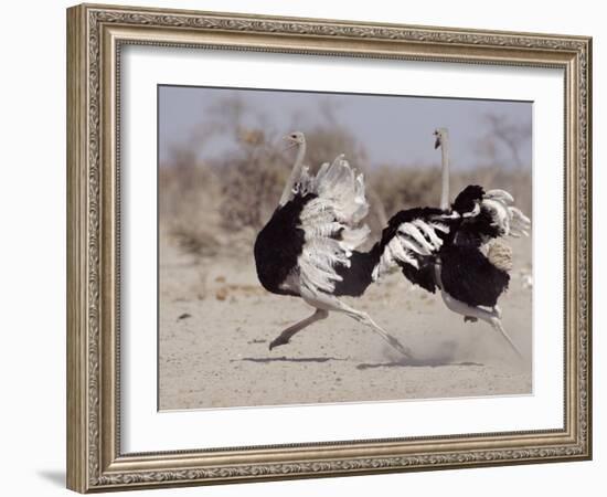 Two Male Ostriches Running During Dispute, Etosha National Park, Namibia-Tony Heald-Framed Photographic Print