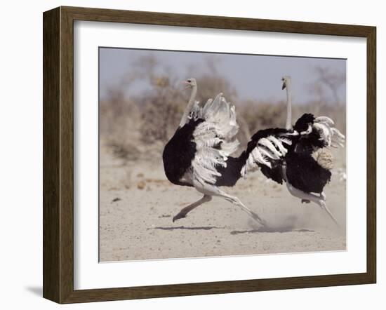 Two Male Ostriches Running During Dispute, Etosha National Park, Namibia-Tony Heald-Framed Photographic Print