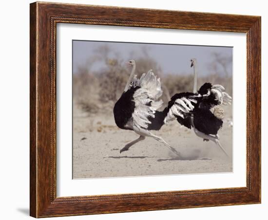 Two Male Ostriches Running During Dispute, Etosha National Park, Namibia-Tony Heald-Framed Photographic Print