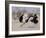 Two Male Ostriches Running During Dispute, Etosha National Park, Namibia-Tony Heald-Framed Photographic Print