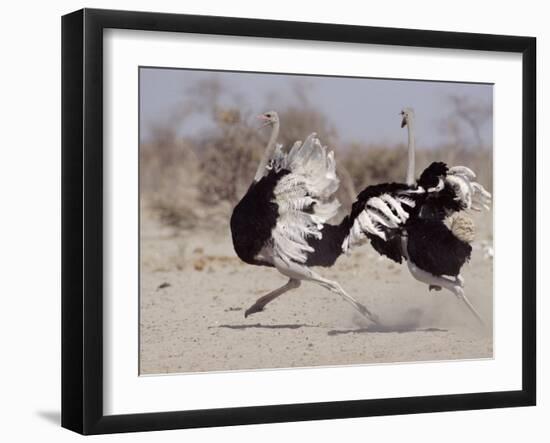 Two Male Ostriches Running During Dispute, Etosha National Park, Namibia-Tony Heald-Framed Photographic Print