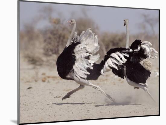 Two Male Ostriches Running During Dispute, Etosha National Park, Namibia-Tony Heald-Mounted Photographic Print