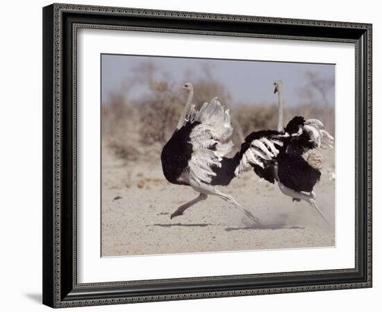 Two Male Ostriches Running During Dispute, Etosha National Park, Namibia-Tony Heald-Framed Photographic Print