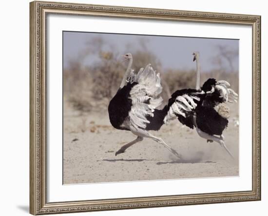 Two Male Ostriches Running During Dispute, Etosha National Park, Namibia-Tony Heald-Framed Photographic Print