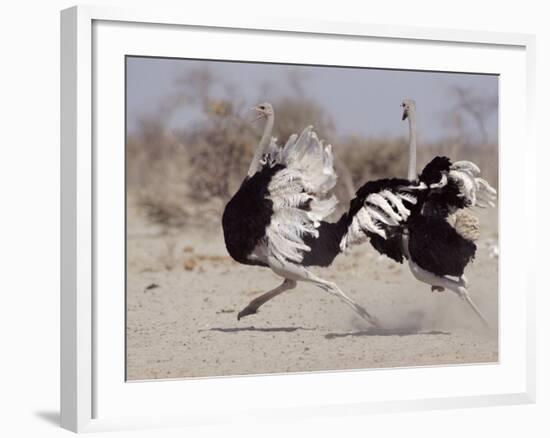 Two Male Ostriches Running During Dispute, Etosha National Park, Namibia-Tony Heald-Framed Photographic Print