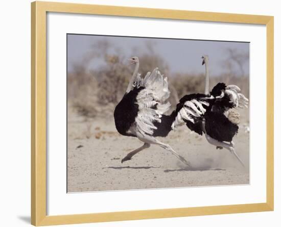 Two Male Ostriches Running During Dispute, Etosha National Park, Namibia-Tony Heald-Framed Photographic Print