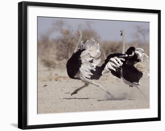 Two Male Ostriches Running During Dispute, Etosha National Park, Namibia-Tony Heald-Framed Photographic Print