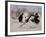 Two Male Ostriches Running During Dispute, Etosha National Park, Namibia-Tony Heald-Framed Photographic Print