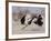 Two Male Ostriches Running During Dispute, Etosha National Park, Namibia-Tony Heald-Framed Photographic Print