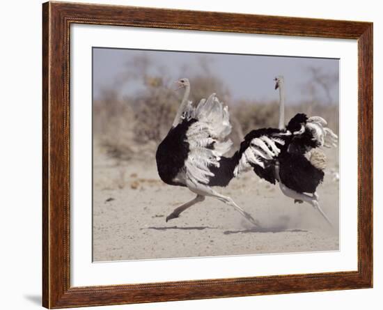 Two Male Ostriches Running During Dispute, Etosha National Park, Namibia-Tony Heald-Framed Photographic Print