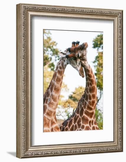 Two male southern giraffes sparring. Mala Mala Game Reserve, South Africa.-Sergio Pitamitz-Framed Photographic Print