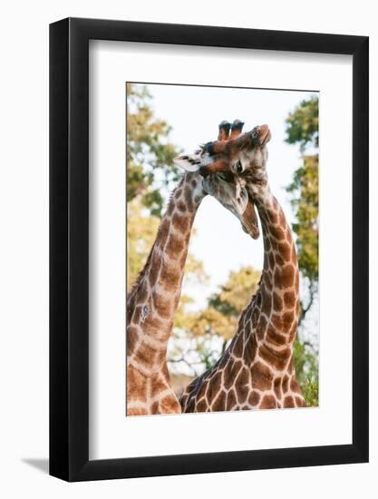 Two male southern giraffes sparring. Mala Mala Game Reserve, South Africa.-Sergio Pitamitz-Framed Photographic Print