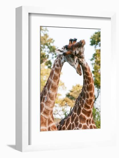 Two male southern giraffes sparring. Mala Mala Game Reserve, South Africa.-Sergio Pitamitz-Framed Photographic Print