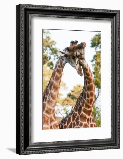 Two male southern giraffes sparring. Mala Mala Game Reserve, South Africa.-Sergio Pitamitz-Framed Photographic Print