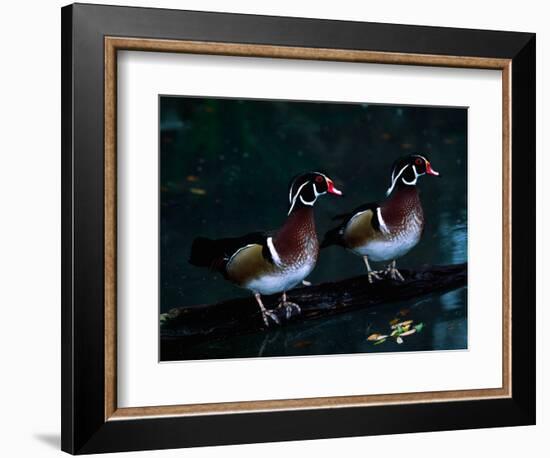 Two Male Wood Ducks, Florida, USA-Charles Sleicher-Framed Photographic Print